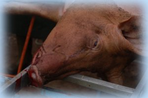 cochon